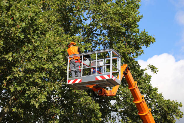 Trusted Stony Point, NC Tree Removal and Landscaping Services Experts